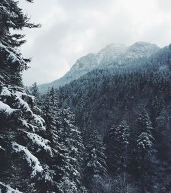 Pine trees on snowcapped mountains against sky