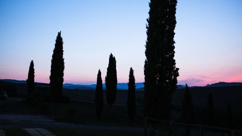 Silhouette cactus plants against clear sky at sunset