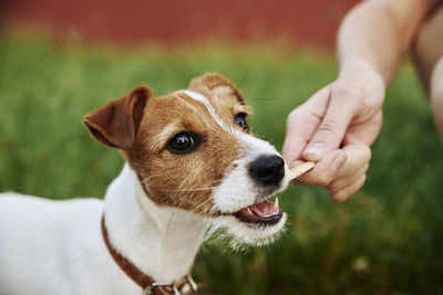 Cute puppy dog playing with wooden stick. owner plays with dog. pet care