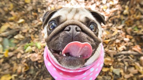 Close-up portrait of dog