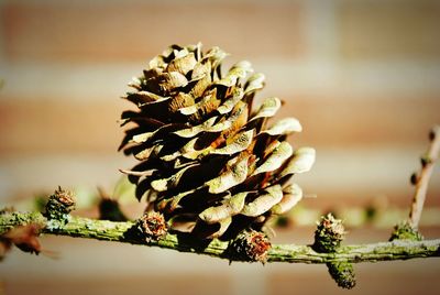 Close-up of plant against sky