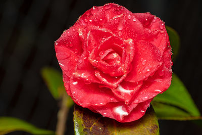 Close-up of wet red rose
