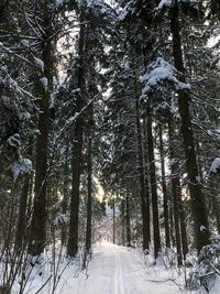 Trees in forest during winter