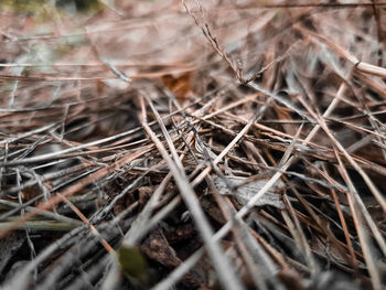 Close-up of dried plant on field