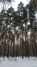 Low angle view of trees in forest during winter