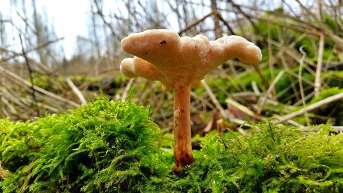 Close-up of mushroom growing on field