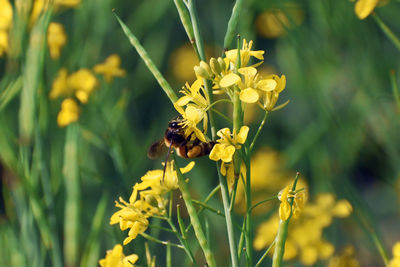 Bee pollinating on yellow flower