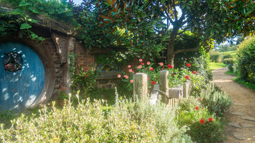 View of flowering plants at cemetery