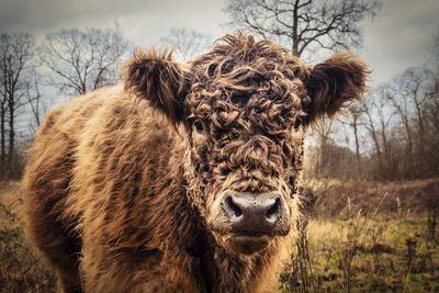 Close-up portrait of a horse on field