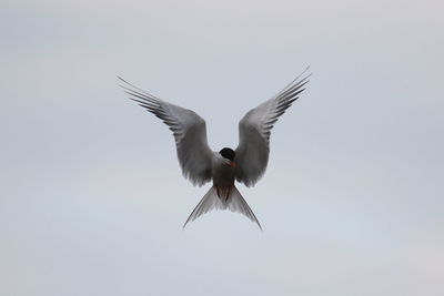 Low angle view of bird flying against clear sky