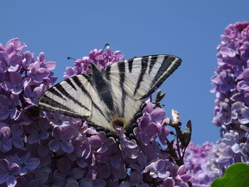 Butterfly on pink flower