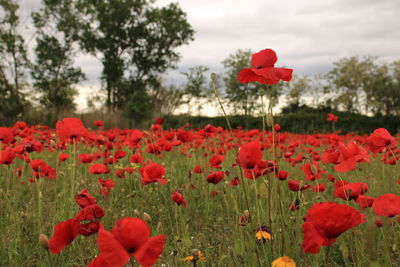 Close-up of red poppy flowers in bloom