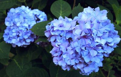 Close-up of blue hydrangea blooming outdoors