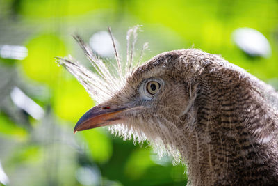 Close-up of a bird