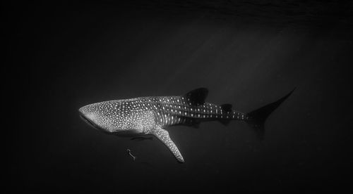 Side view of whale shark swimming underwater