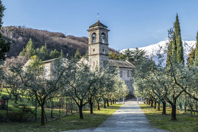  garden with many olive trees and in the background the beautiful abbey of piona