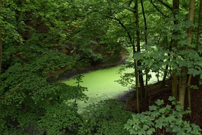 Scenic view of forest