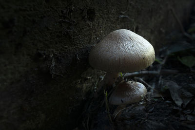 Close-up of mushrooms growing on field