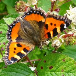 Close-up of butterfly pollinating on flower