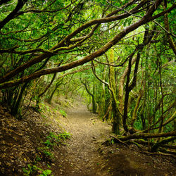 Dirt road amidst trees in forest