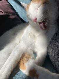 High angle view of cat at home