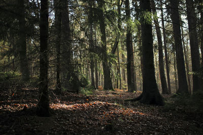 View of trees in the forest