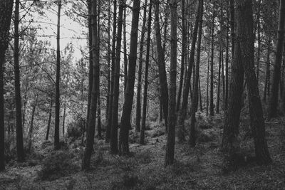 Forest in fog in black and white