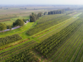 High angle view of vineyard against sky