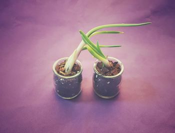 Close-up of potted plant on table