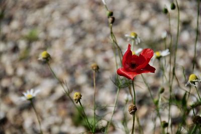 Close-up of red flower