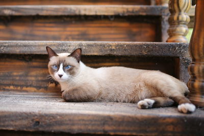 Portrait of a cat resting