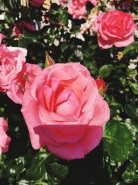 Close-up of pink roses blooming outdoors