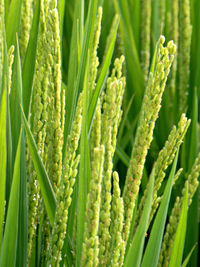 Close-up of fresh green plants