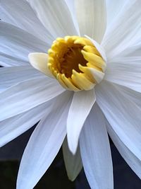 Close-up of white flower blooming outdoors