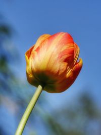 Close-up of multi colored tulip