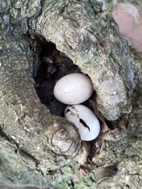 Close-up of mushrooms growing on tree trunk