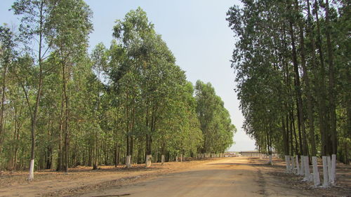 Empty road with trees in background