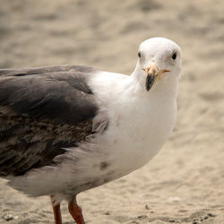 Close-up of bird