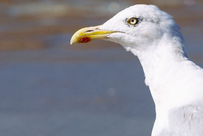 Close-up of bird