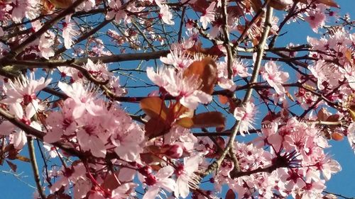 Low angle view of pink flowers on tree