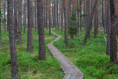 Pine trees in forest