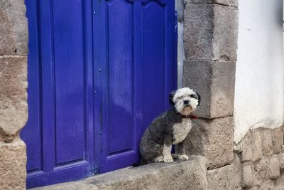 Portrait of a dog against blue wall