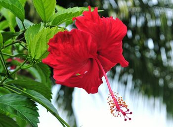 Close-up of red hibiscus blooming outdoors