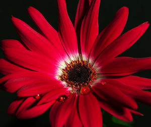 Close-up of red daisy