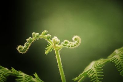 Close-up of fern