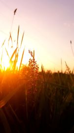 Close-up of flower growing in field against sky during sunset