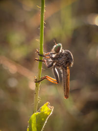 Robberfly asilidae male