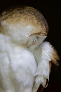 Close-up of a bird