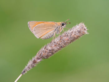 Close-up of butterfly perching on plant