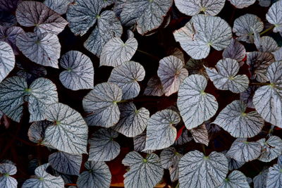 Full frame shot of plants velvet mix soft green color leaf